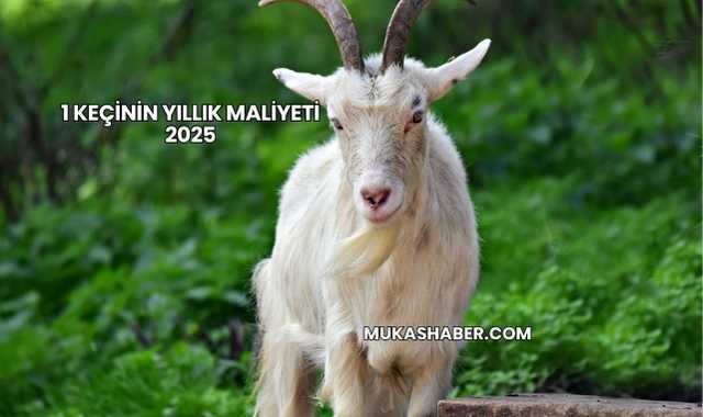1 Keçinin Yıllık Maliyeti 2025