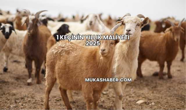 1 Keçinin Yıllık Maliyeti 2025