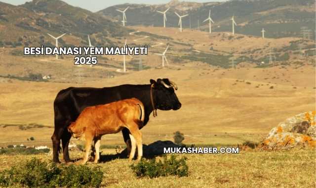 Besi Danası Yem Maliyeti 2025