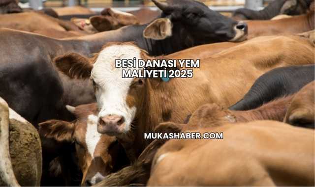 Besi Danası Yem Maliyeti 2025