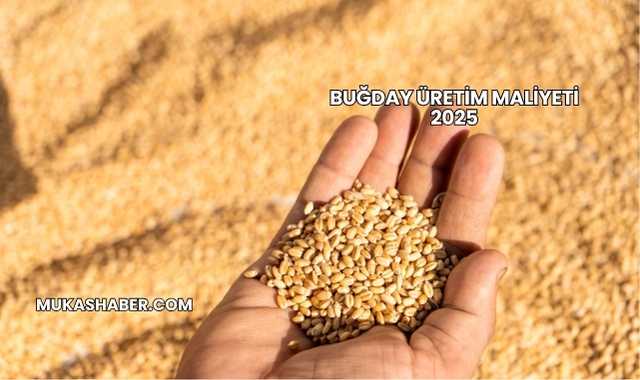 Buğday Üretim Maliyeti 2025