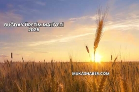 Buğday Üretim Maliyeti 2025