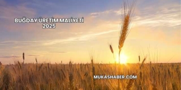 Buğday Üretim Maliyeti 2025