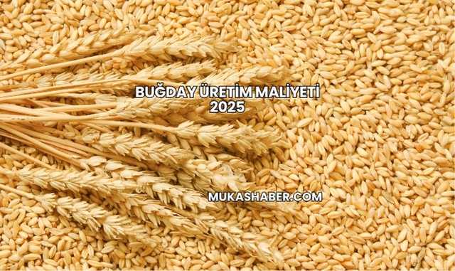 Buğday Üretim Maliyeti 2025