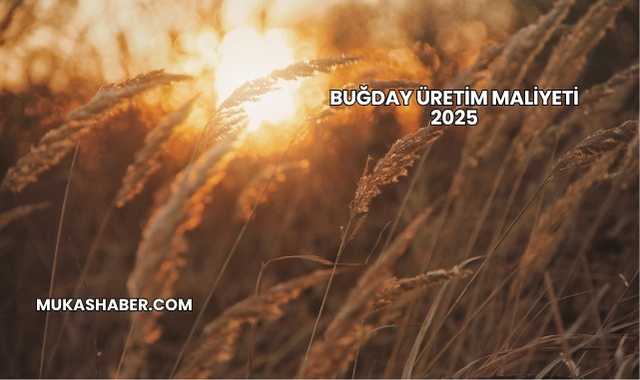 Buğday Üretim Maliyeti 2025