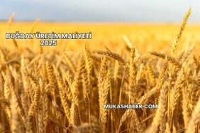 Buğday Üretim Maliyeti 2025