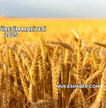 Buğday Üretim Maliyeti 2025