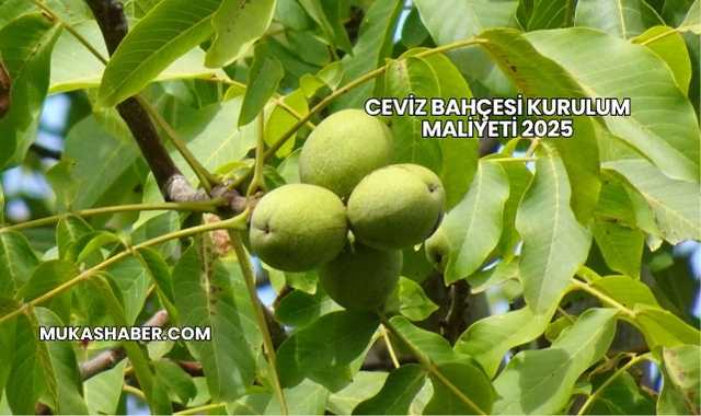 Ceviz Bahçesi Kurulum Maliyeti 2025