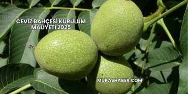Ceviz Bahçesi Kurulum Maliyeti 2025