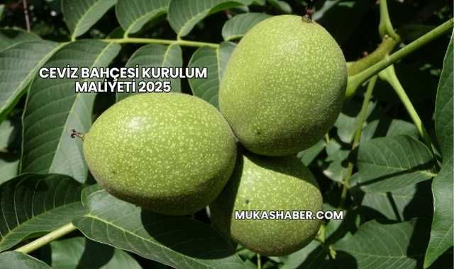 Ceviz Bahçesi Kurulum Maliyeti 2025