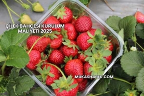 Çilek Bahçesi Kurulum Maliyeti 2025