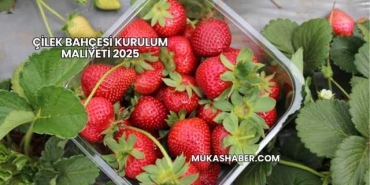 Çilek Bahçesi Kurulum Maliyeti 2025
