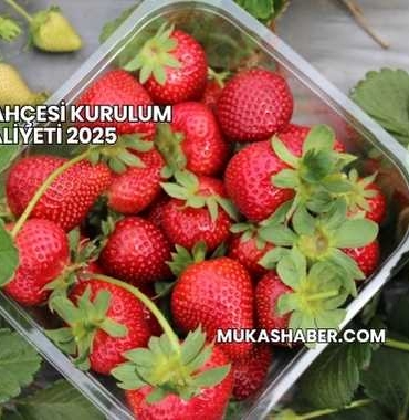 Çilek Bahçesi Kurulum Maliyeti 2025