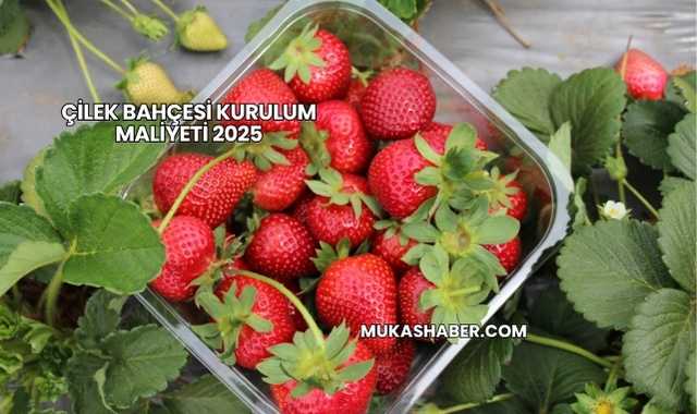 Çilek Bahçesi Kurulum Maliyeti 2025