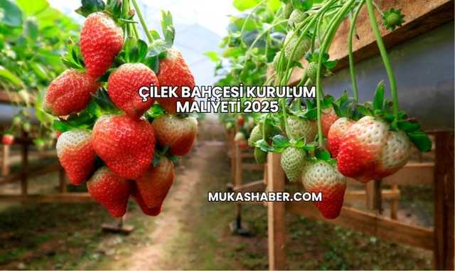 Çilek Bahçesi Kurulum Maliyeti 2025