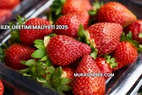 Çilek Üretimi Maliyeti 2025