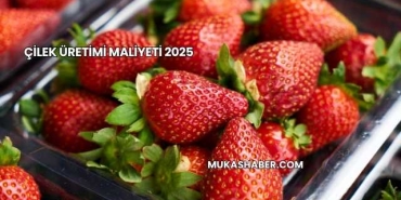 Çilek Üretimi Maliyeti 2025