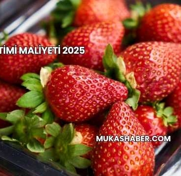 Çilek Üretimi Maliyeti 2025