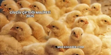 Civciv Çiftliği Maliyeti 2025