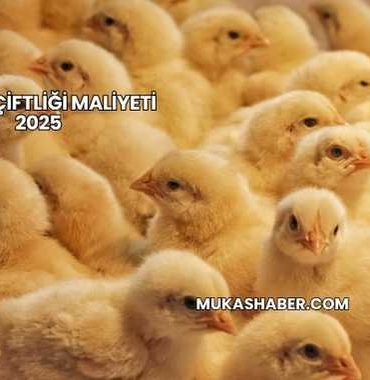 Civciv Çiftliği Maliyeti 2025