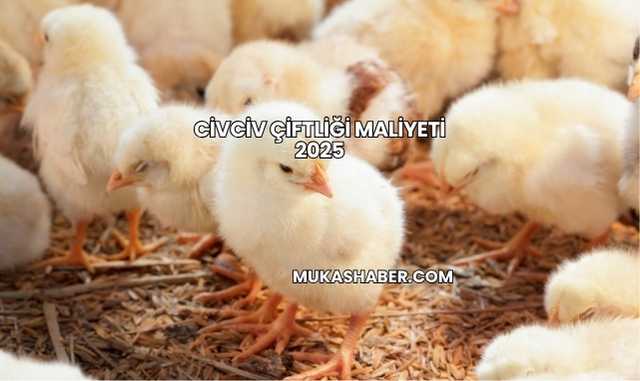 Civciv Çiftliği Maliyeti 2025