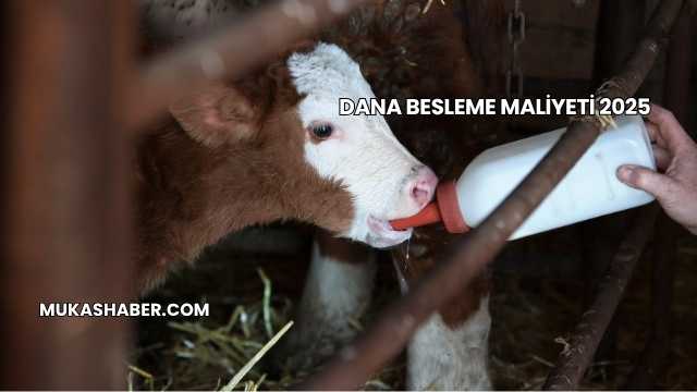 Dana Besleme Maliyeti 2025