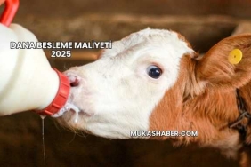 Dana Besleme Maliyeti 2025