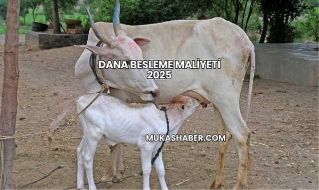 Dana Besleme Maliyeti 2025