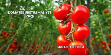 Domates Üretim Maliyeti 2025