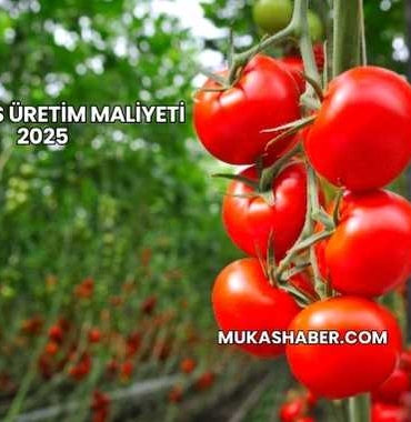 Domates Üretim Maliyeti 2025
