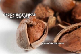 Fındık Kırma Fabrikası Maliyeti 2025