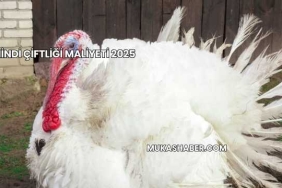 Hindi Çiftliği Maliyeti 2025