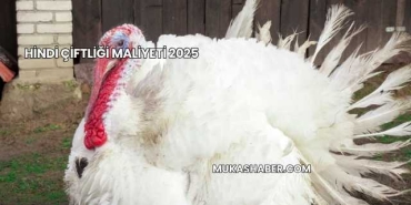 Hindi Çiftliği Maliyeti 2025