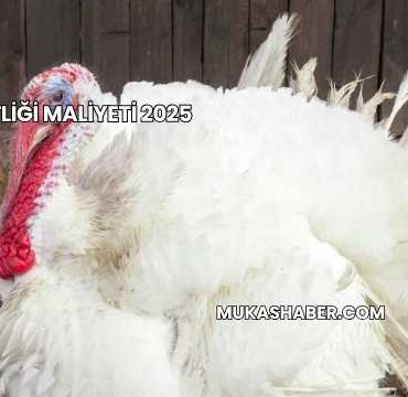 Hindi Çiftliği Maliyeti 2025