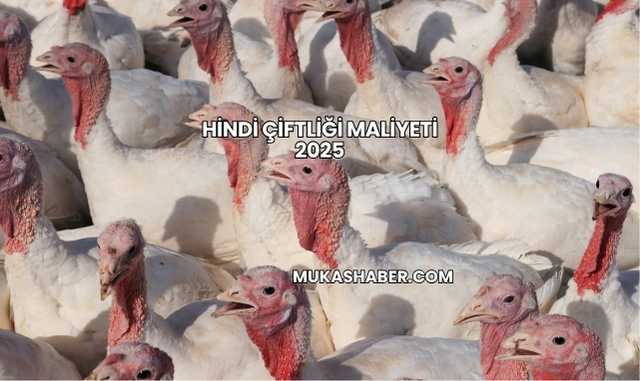 Hindi Çiftliği Maliyeti 2025