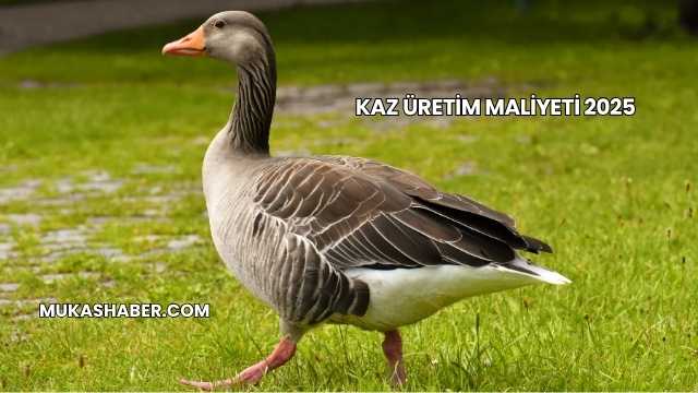 Kaz Üretim Maliyeti 2025