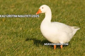 Kaz Üretim Maliyeti 2025