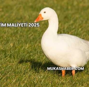 Kaz Üretim Maliyeti 2025