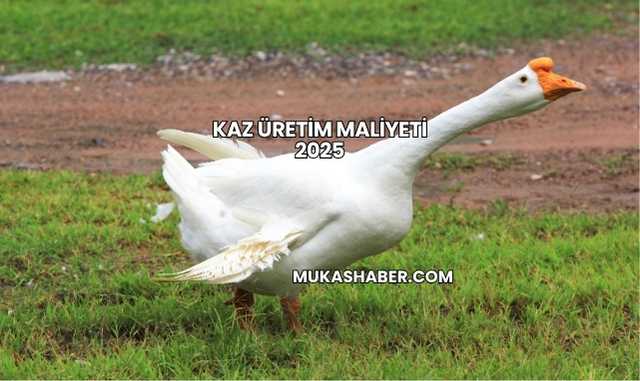 Kaz Üretim Maliyeti 2025