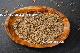 Kimyon Ekimi Maliyeti 2025