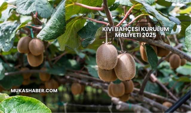 Kivi Bahçesi Kurulum Maliyeti 2025