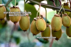 Kivi Bahçesi Kurulum Maliyeti 2025