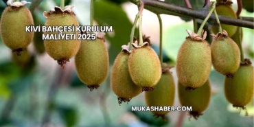 Kivi Bahçesi Kurulum Maliyeti 2025