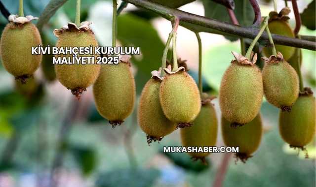 Kivi Bahçesi Kurulum Maliyeti 2025