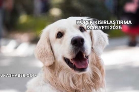 Köpek Kısırlaştırma Maliyeti 2025
