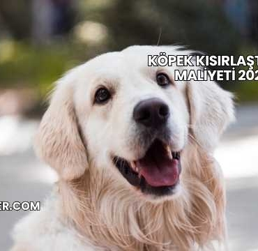Köpek Kısırlaştırma Maliyeti 2025