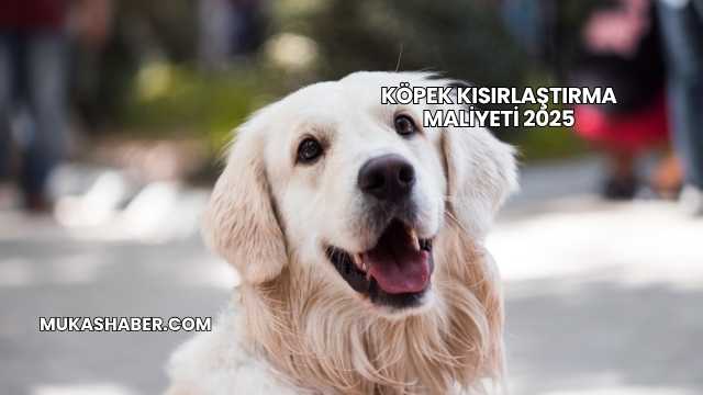 Köpek Kısırlaştırma Maliyeti 2025