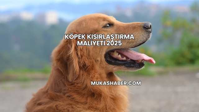 Köpek Kısırlaştırma Maliyeti 2025