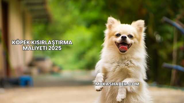 Köpek Kısırlaştırma Maliyeti 2025