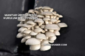 Mantar Üretim Tesisi Kurulum Maliyeti 2025